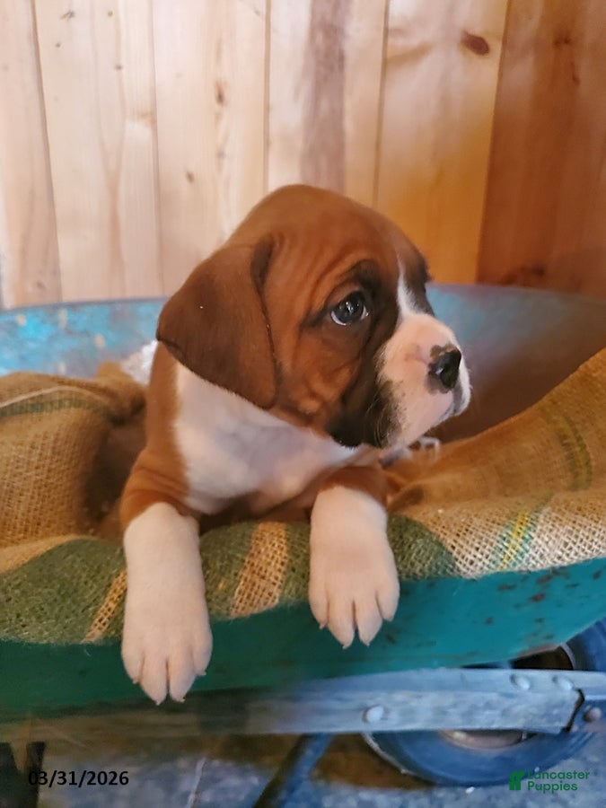 Boxer dogs Milley - Ad 2