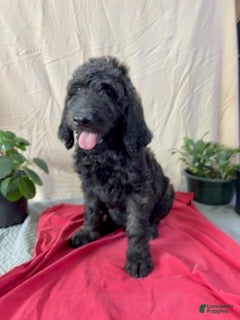 Goldendoodle dogs Henry - Ready for His New Home - Ad 9