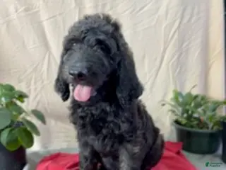 Goldendoodle dogs Henry - Ready for His New Home - Ad 9