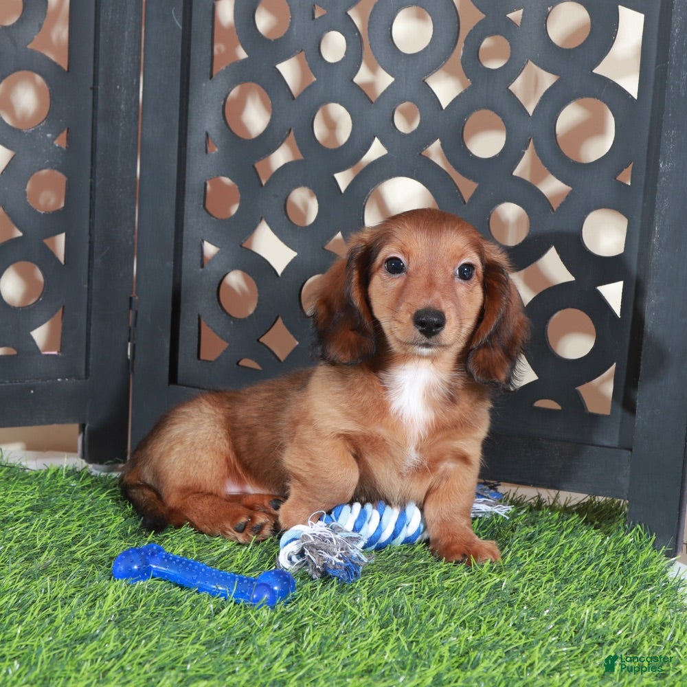 Miniature Dachshund dogs Flynn Precious Dachshund Puppy - Ad 2