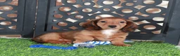 Miniature Dachshund dogs for sale: Flynn Precious Dachshund Puppy - Ad 2