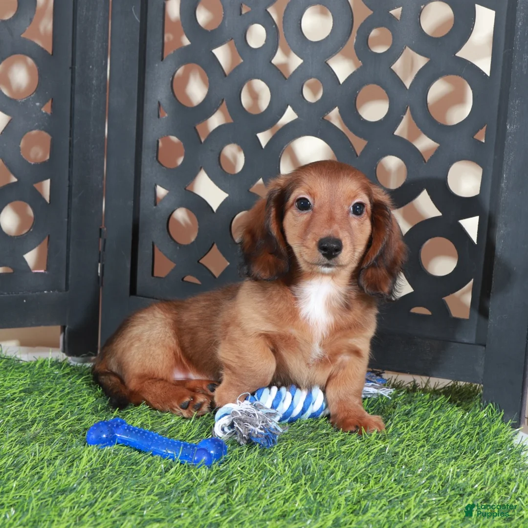Miniature Dachshund dogs for sale: Flynn Precious Dachshund Puppy - Ad 2