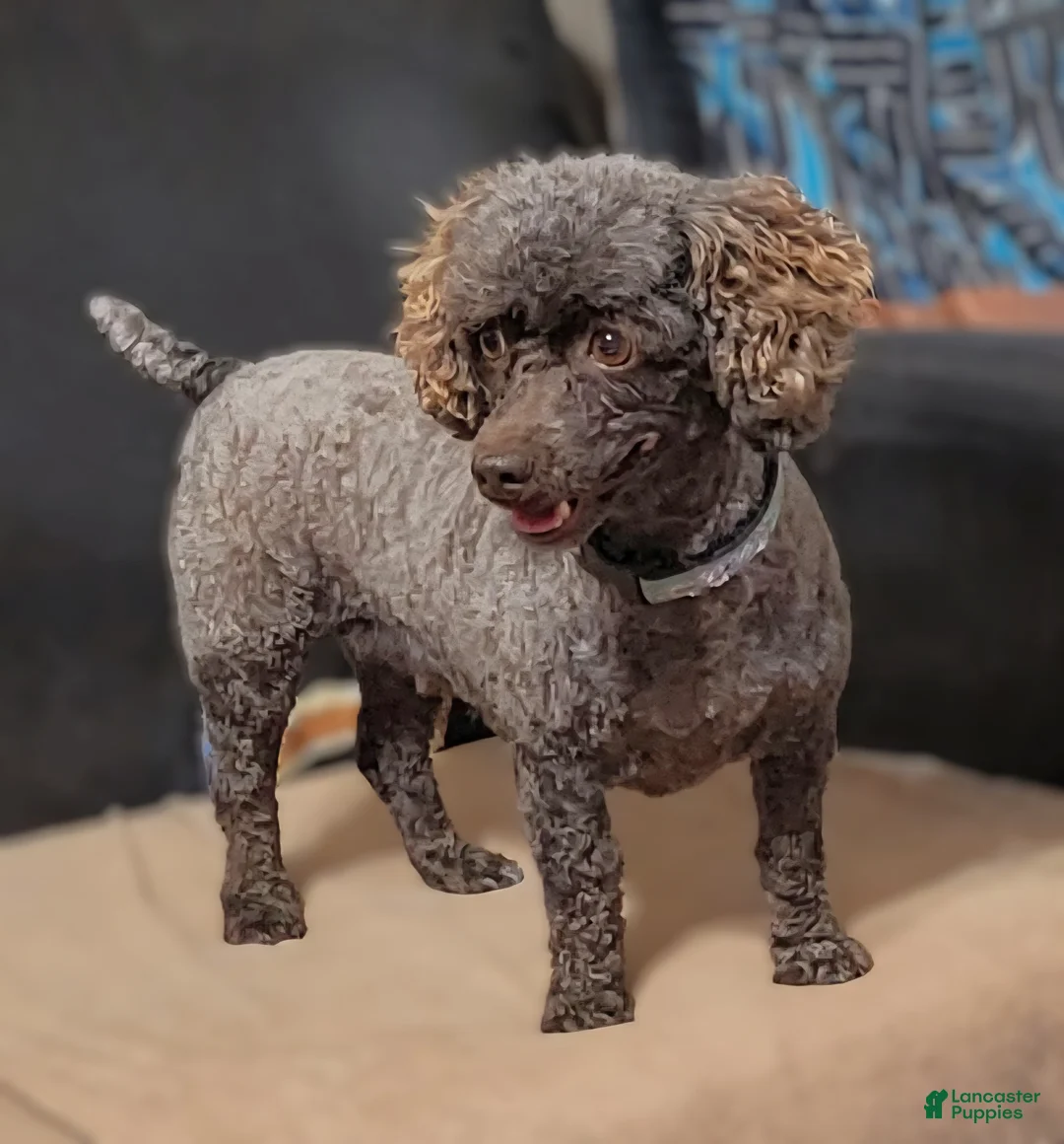 Miniature Poodle dogs for sale: Mopsy - Ad 8
