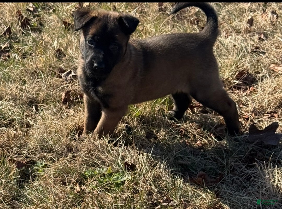 Belgian Malinois dogs for sale: Belgian Malinois Puppy 6 - Ad 2
