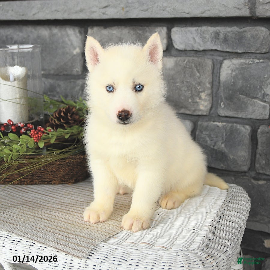 Siberian Husky dogs Ghost  - Ad 15