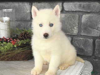 Siberian Husky dogs Ghost - Ad 27