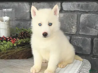 Siberian Husky dogs Ghost - Ad 11