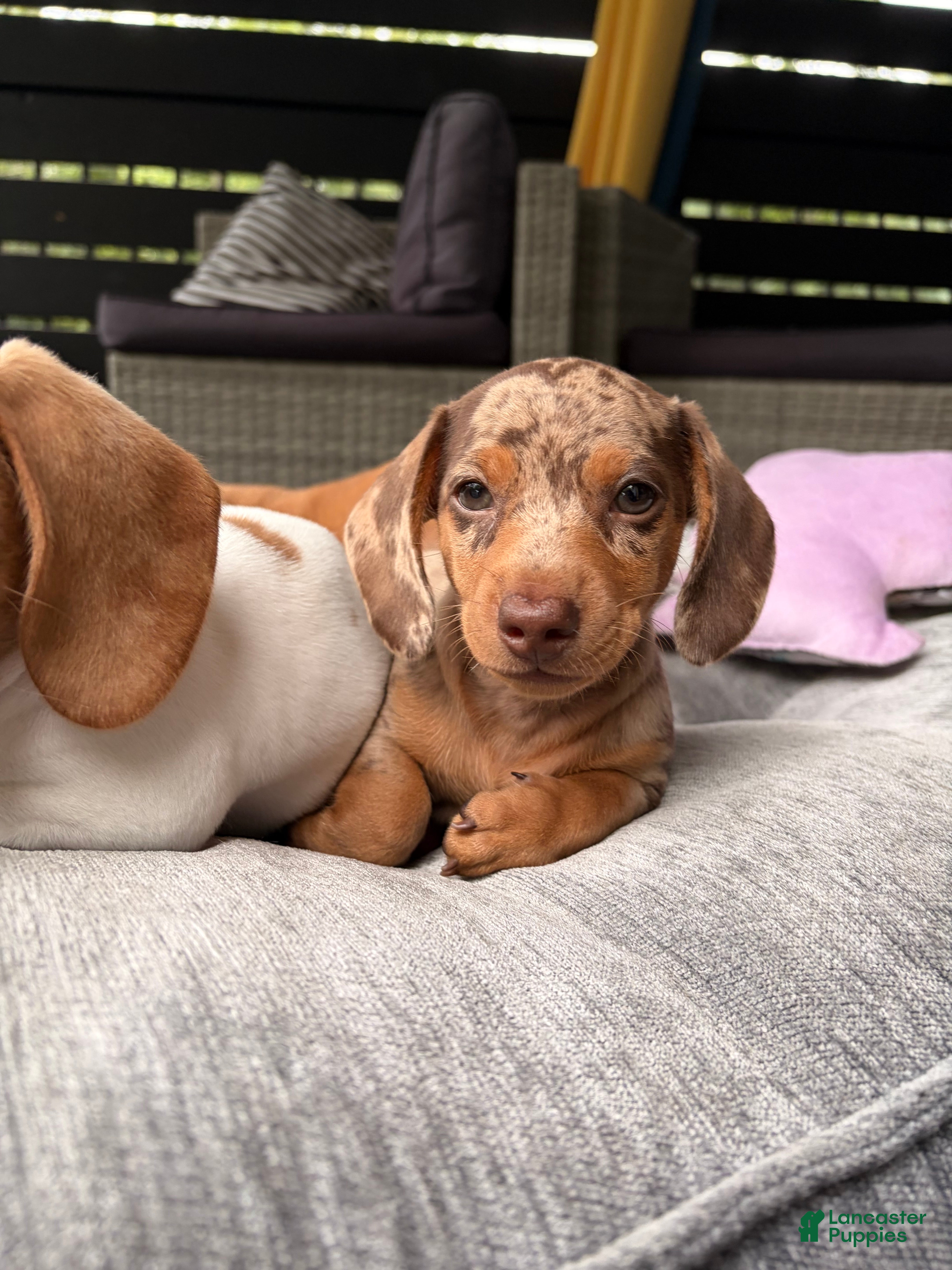 Miniature Dachshund dogs Miniature Dachshund 3- Cookie - Ad 2