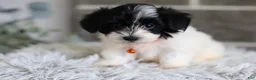 Maltipoo dogs for sale: Tiny - Ad 7
