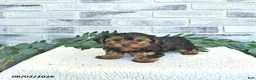Yorkshire Terrier dogs for sale: Victor - Ad 4