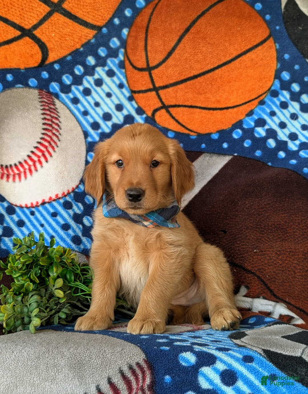 Golden Retriever dogs for sale: Codie - Ad 1