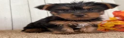 Yorkshire Terrier dogs for sale: Sugar Female AKC Yorkshire Terrier - Ad 3