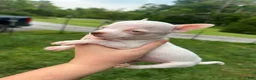 Chihuahua dogs for sale: Milo - Ad 6