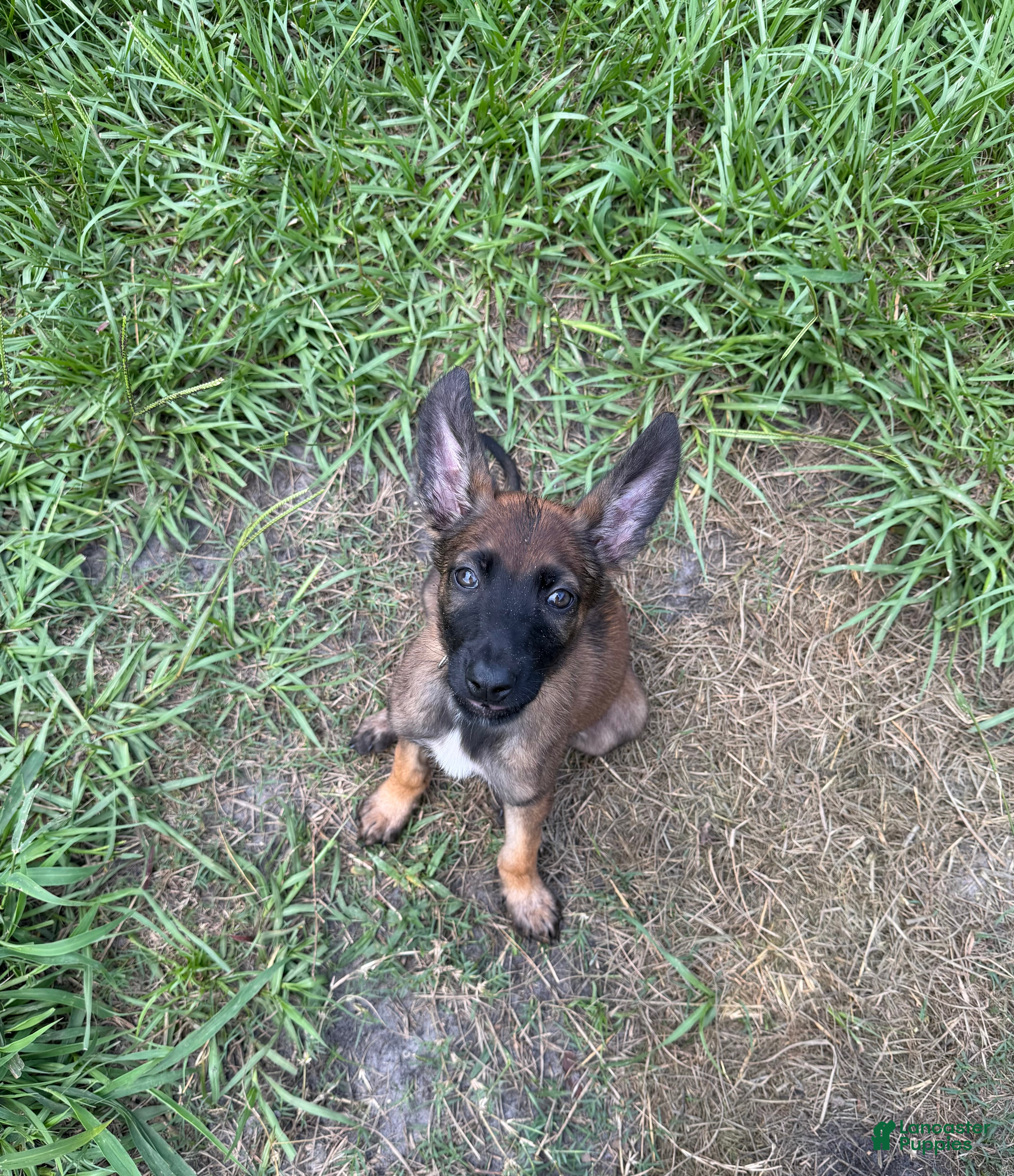 Belgian Malinois dogs for sale: Rogue - Ad 3