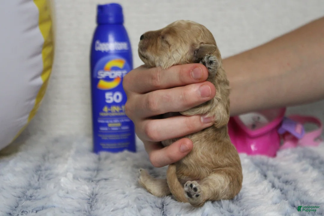 Cavapoo dogs for sale: Brittany - Ad 2