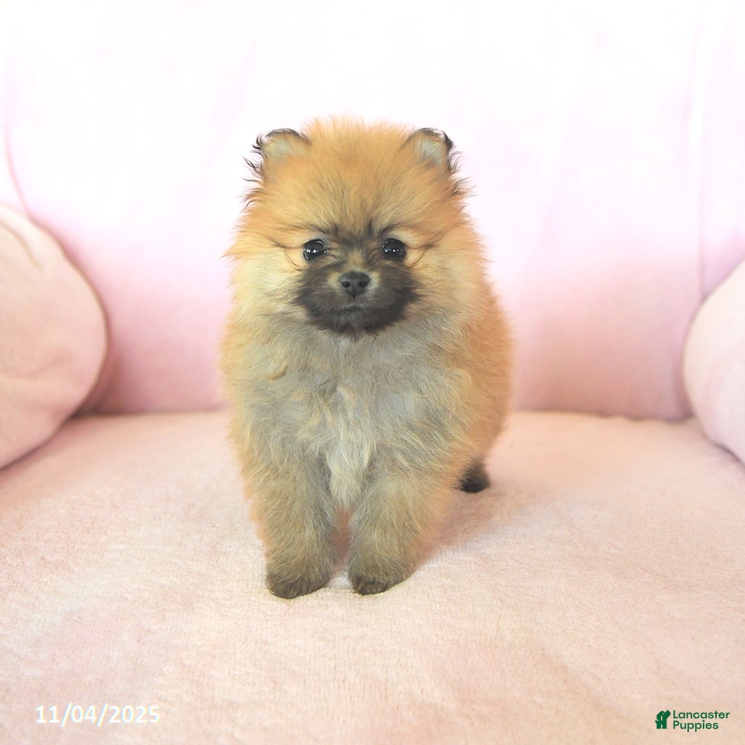 Pomeranian dogs for sale: Pansy - Ad 2