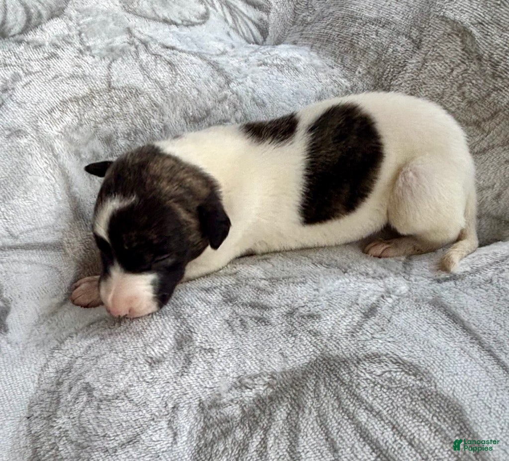 Whippet dogs Boy 3 - Ad 2
