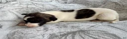 Whippet dogs for sale: Boy 3 - Ad 2