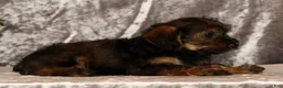Yorkiepoo dogs for sale: Urban - Ad 10
