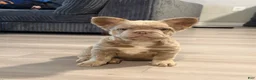French Bulldog dogs for sale: French Bulldog 1 - Ad 4