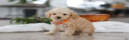 Schnoodle dogs for sale: Atlas - Ad 3