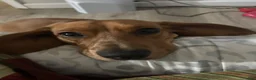 Dachshund dogs for stud: Copper and who? - Ad 4
