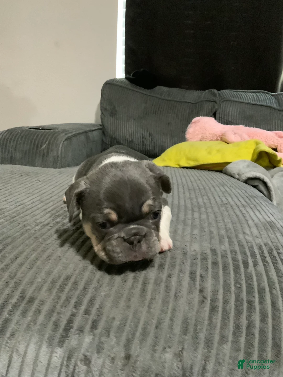 French Bulldog dogs for sale: French Bulldog Puppy 2 - Ad 2
