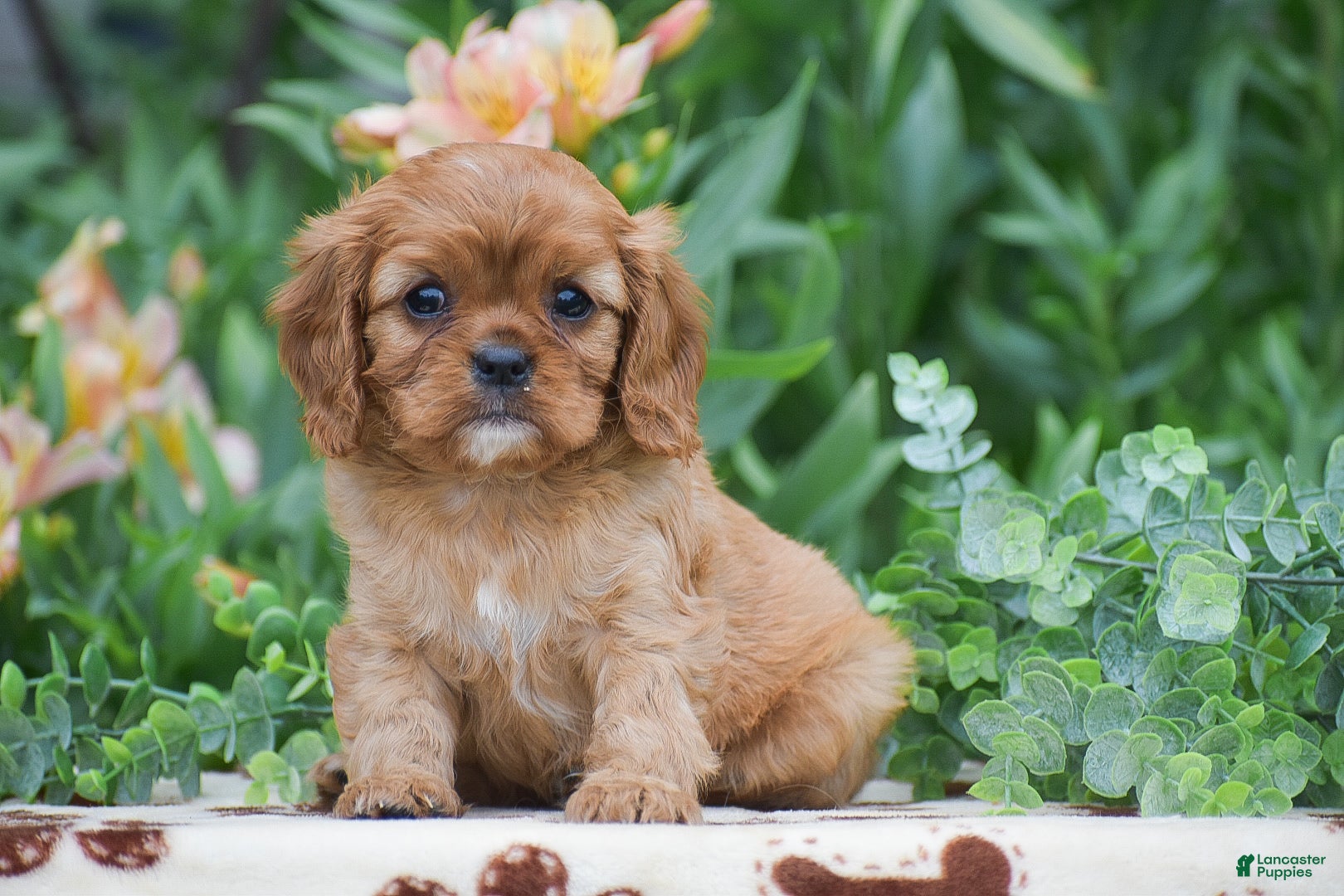 Cavalier King Charles Spaniel dogs Taylor - Ad 1