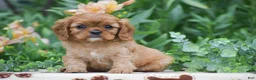 Cavalier King Charles Spaniel dogs for sale: Taylor - Ad 1