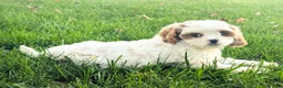 Cavapoo dogs for sale: Mr Denny - Ad 7