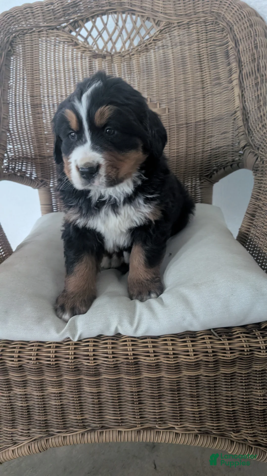 Bernese Mountain Dog dogs for sale: Bruno - Ad 5