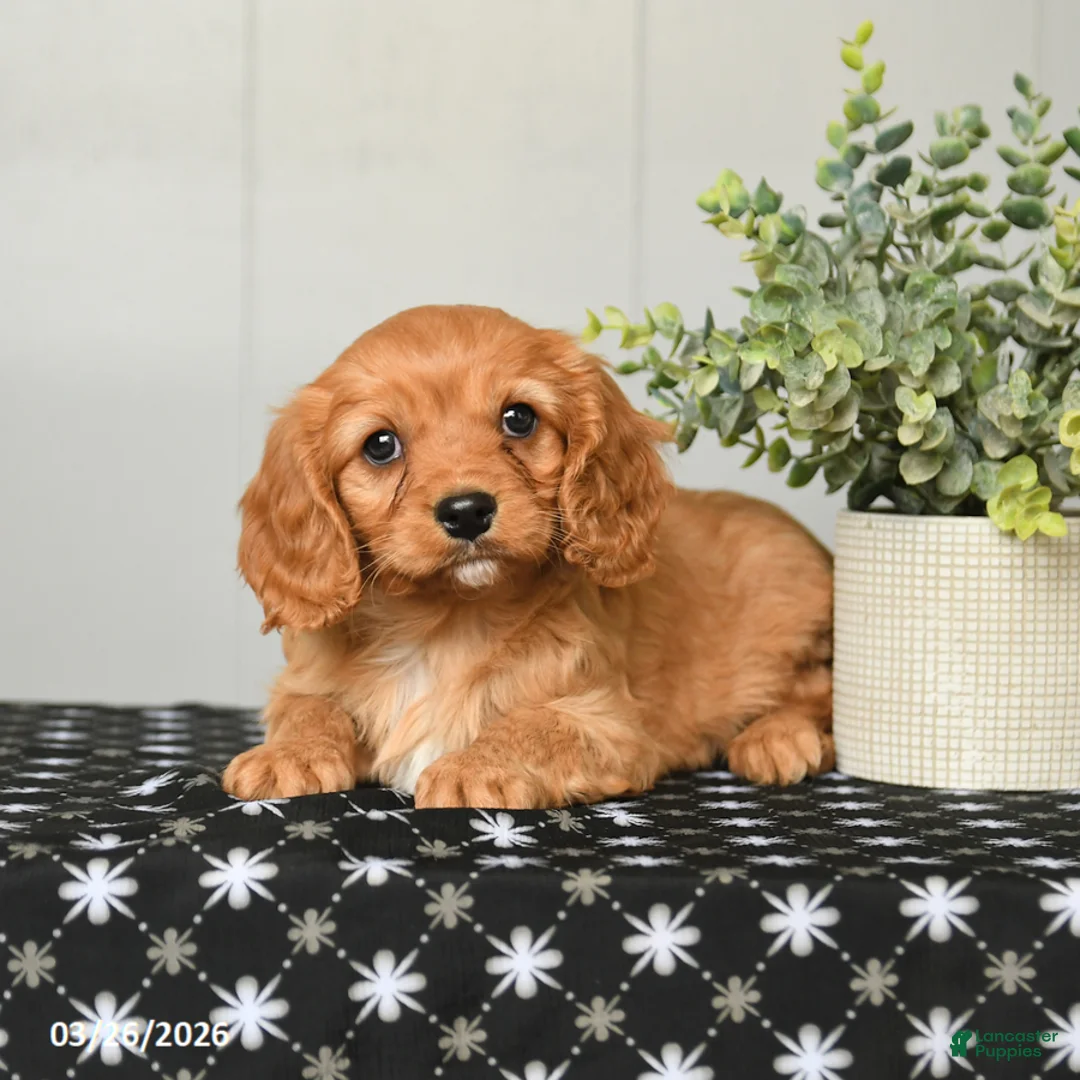 Cavapoo dogs for sale: Kenny - Ad 3