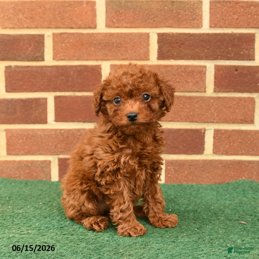 Miniature Poodle dogs Scarlet - Ad 1