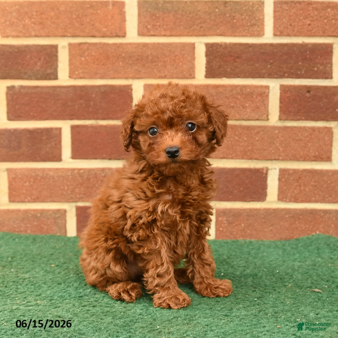 Miniature Poodle dogs for sale: Scarlet - Ad 1