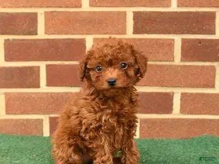 Miniature Poodle dogs for sale: Scarlet - Ad 4
