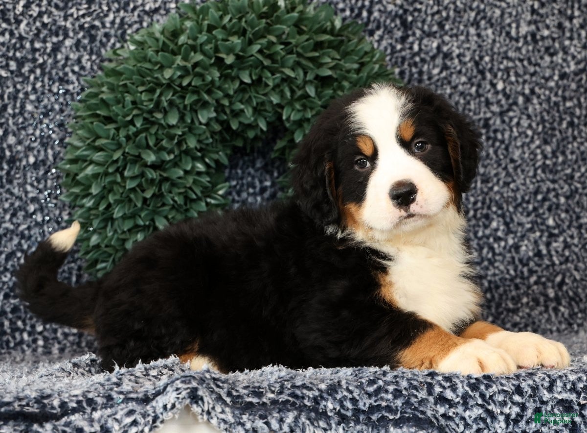 Bernese Mountain Dog dogs Zeke - Ad 2