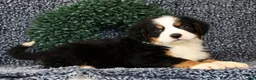 Bernese Mountain Dog dogs for sale: Zeke - Ad 2