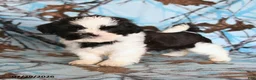 Shih Tzu dogs for sale: Katie Cow - Ad 3