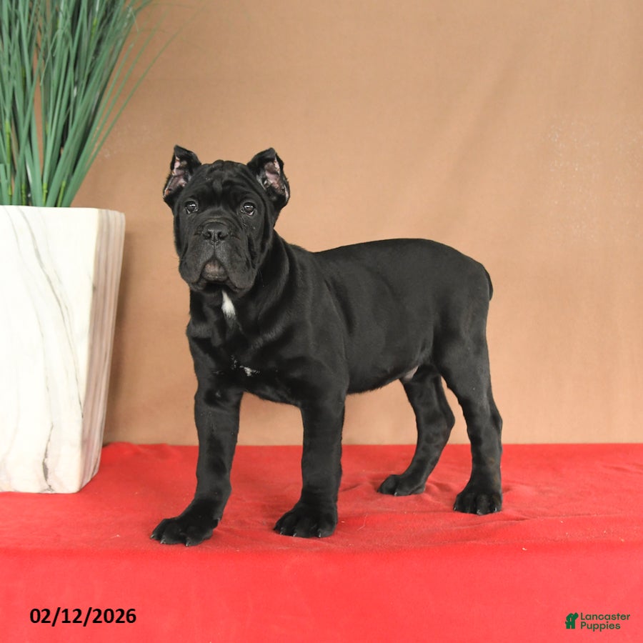 Cane Corso dogs Miles - Ad 4