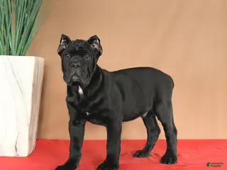 Cane Corso dogs Miles - Ad 10
