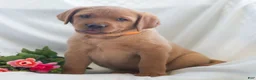 Labrador Retriever dogs for sale: Jolissa  - Ad 5
