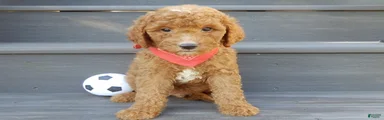 Jake (Medium)
