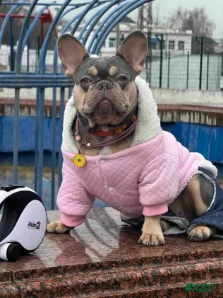 French Bulldog dogs Glamour - Ad 2