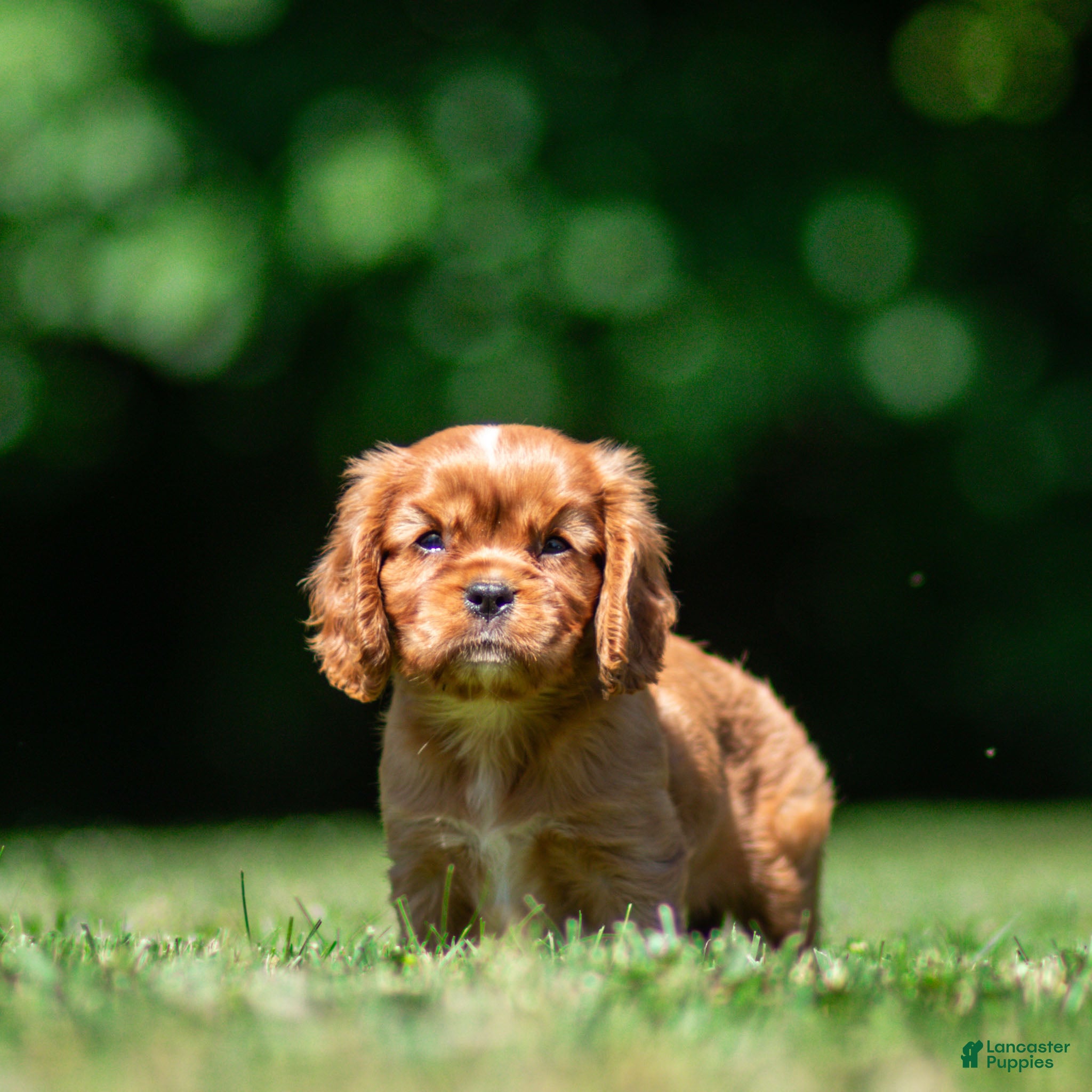 Cavalier King Charles Spaniel dogs Violet Cavalier King Charles Spaniel  - Ad 1