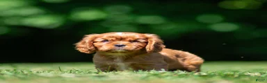 Violet Cavalier King Charles Spaniel 