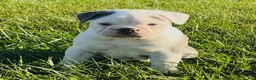 Olde English Bulldogge dogs for sale: Astrid - Ad 2