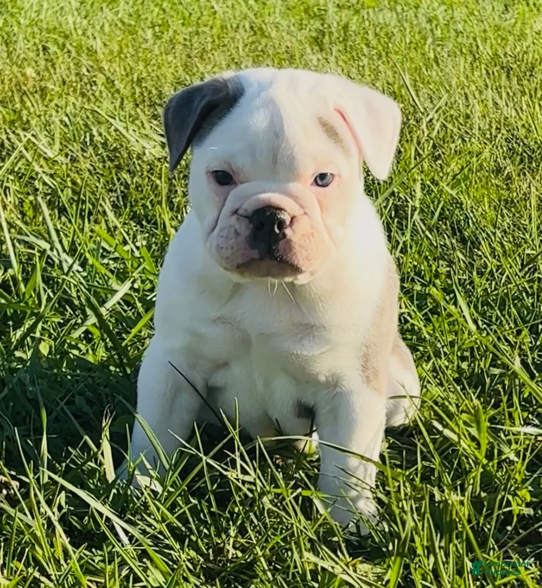 Olde English Bulldogge dogs for sale: Astrid - Ad 2