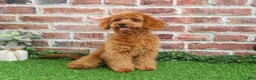 Cavapoo dogs for sale: Beauty  - Ad 13