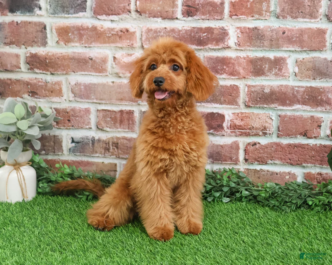 Cavapoo dogs for sale: Beauty  - Ad 13