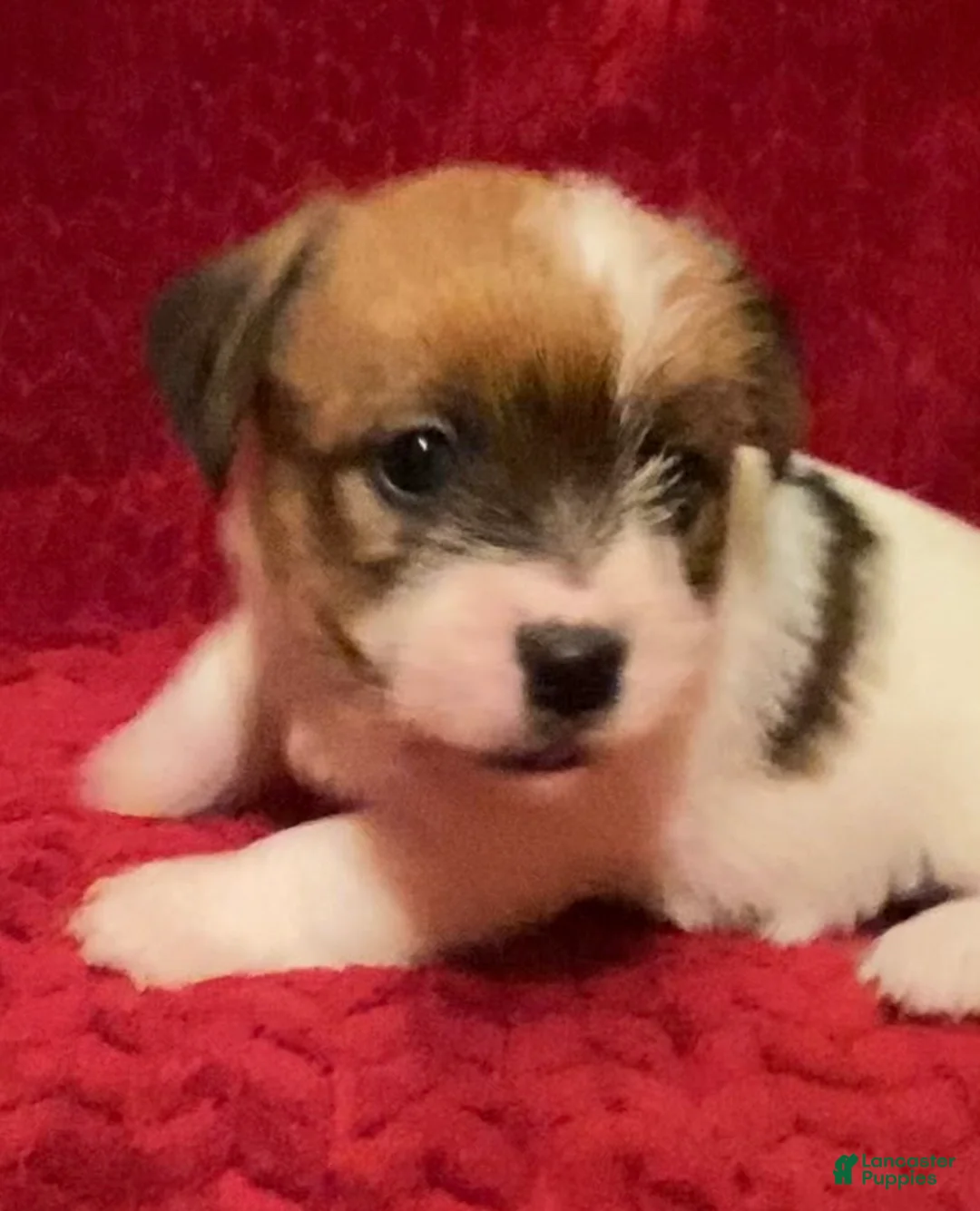 Jack Russell Terrier dogs for sale: Jack Russell Terrier Puppy 3 - Ad 5